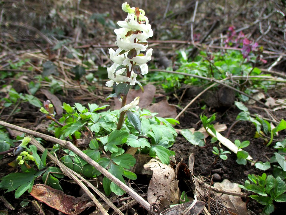 Hohler Lerchensporn (Corydalis cava) am Saarbach in Brebach