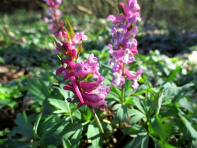 Hohler Lerchensporn (Corydalis cava) am Saarbach in Brebach