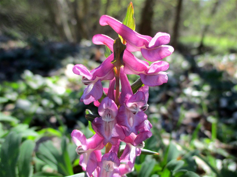 Hohler Lerchensporn (Corydalis cava) am Saarbach in Brebach
