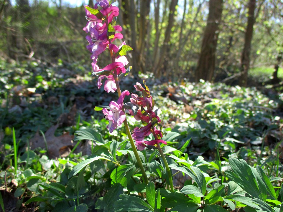 Hohler Lerchensporn (Corydalis cava) am Saarbach in Brebach