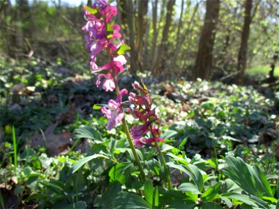 Hohler Lerchensporn (Corydalis cava) am Saarbach in Brebach
