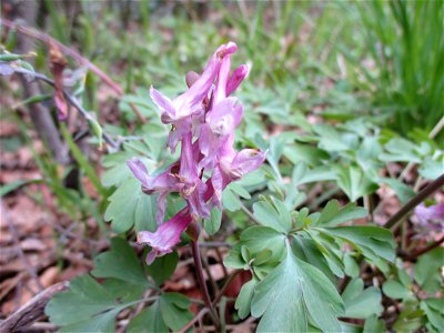 Hohler Lerchensporn (Corydalis cava) bei Bübingen