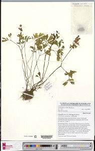 Corydalis cava, Arnhem, Nederlands Openluchtmuseum, Kruidentuin, in vaknummer XXVII en XI.