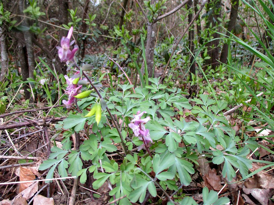 Hohler Lerchensporn (Corydalis cava) bei Bübingen