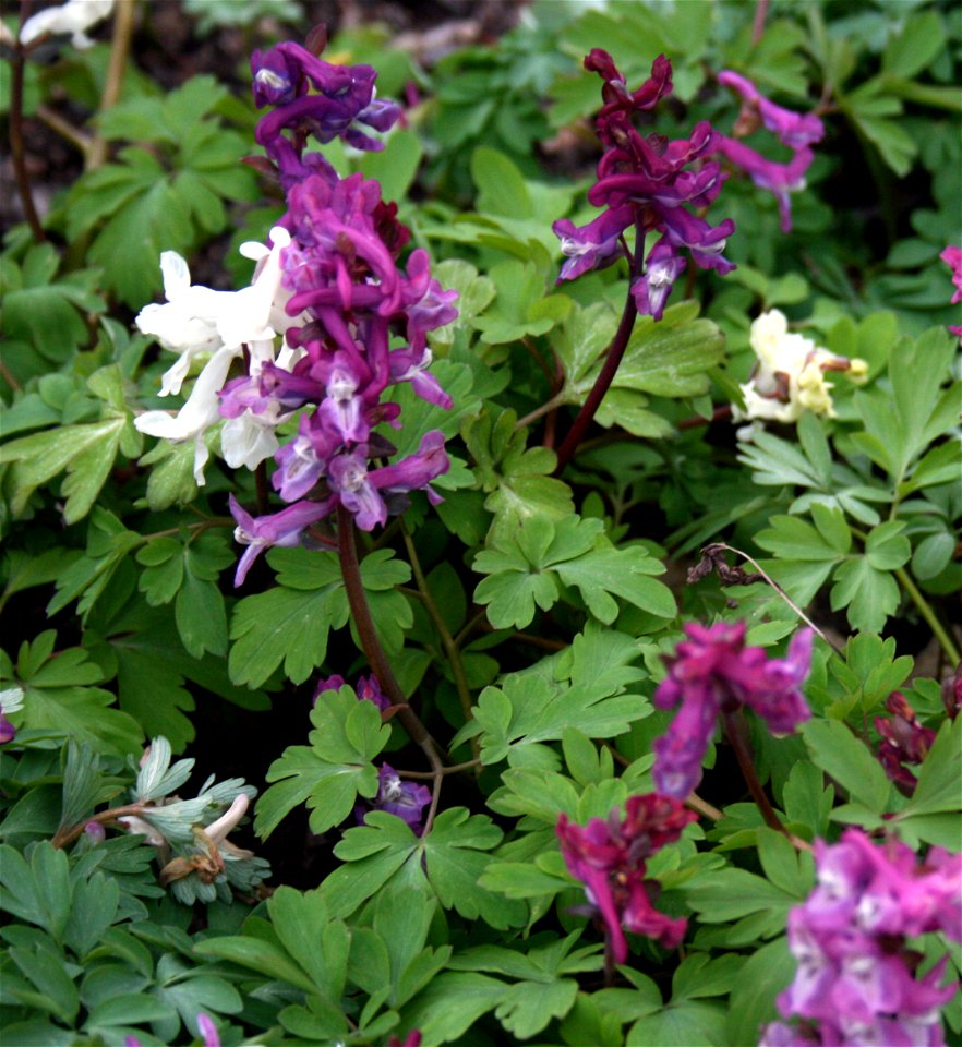 Corydalis cava 
Dymnivka dutá
Botanic garden of Charles University, Prague
Botanická zahrada University Karlovy v Praze Na Slupi
Date = March 2008

Author = Karelj