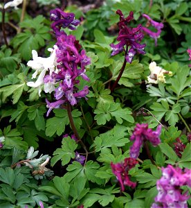 Corydalis cava 
Dymnivka dutá
Botanic garden of Charles University, Prague
Botanická zahrada University Karlovy v Praze Na Slupi
Date = March 2008

Author = Karelj