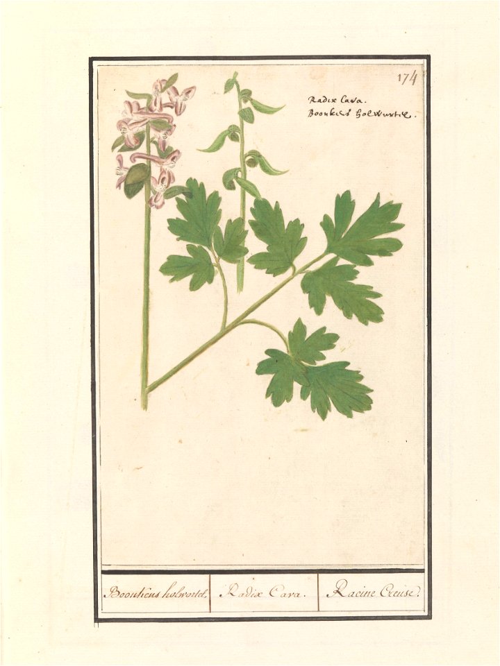 IdentificatieTitel(s): Holwortel (Corydalis cava)Boonkens holwortel. / Radix Cava. / Racine Creuse. (titel op object)Objecttype: tekening Objectnummer: RP-T-BR-2017-1-9-79Omschrijving: Holwortel. Rech