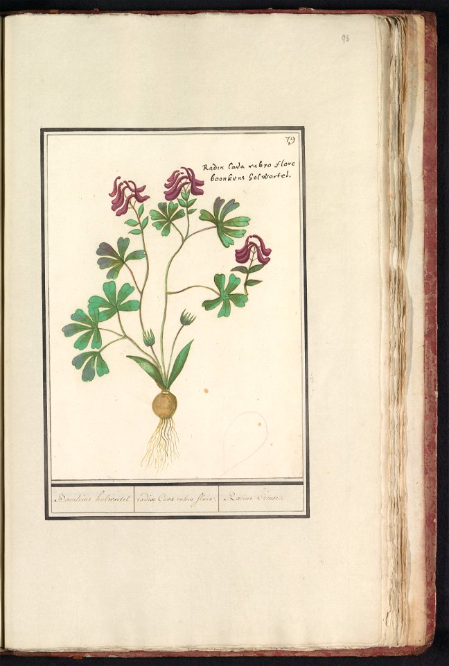 IdentificatieTitel(s): Holwortel (Corydalis cava)Boonkens holwortel. / radix Cava rubro flore. / Racine Creuse. (titel op object)Objecttype: tekening Objectnummer: RP-T-BR-2017-1-8-93Omschrijving: Hol