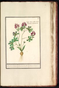 IdentificatieTitel(s): Holwortel (Corydalis cava)Boonkens holwortel. / radix Cava rubro flore. / Racine Creuse. (titel op object)Objecttype: tekening Objectnummer: RP-T-BR-2017-1-8-93Omschrijving: Hol