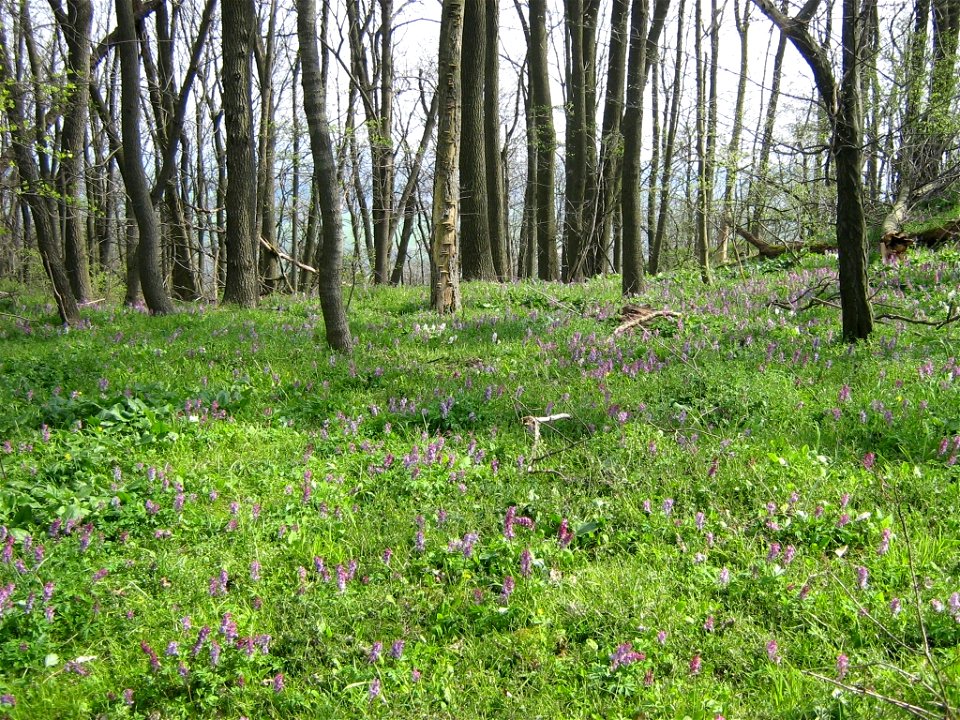 Hohler Lerchensporn, Corydalis cava, flächendeckend auf dem Rotstein.