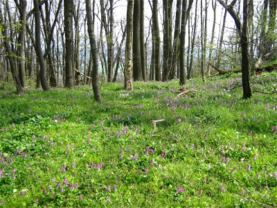 Hohler Lerchensporn, Corydalis cava, flächendeckend auf dem Rotstein.