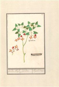 IdentificatieTitel(s): Elfenbloem (Epimedium alpinum)Epimedium Kruyd / Epimedium. / Chapeau d'Evêque (titel op object)Objecttype: tekening Objectnummer: RP-T-BR-2017-1-9-8Omschrijving: Epimedium of el