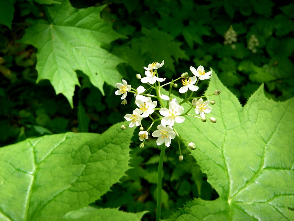 Umbrella-leaf flower in the Smokies.