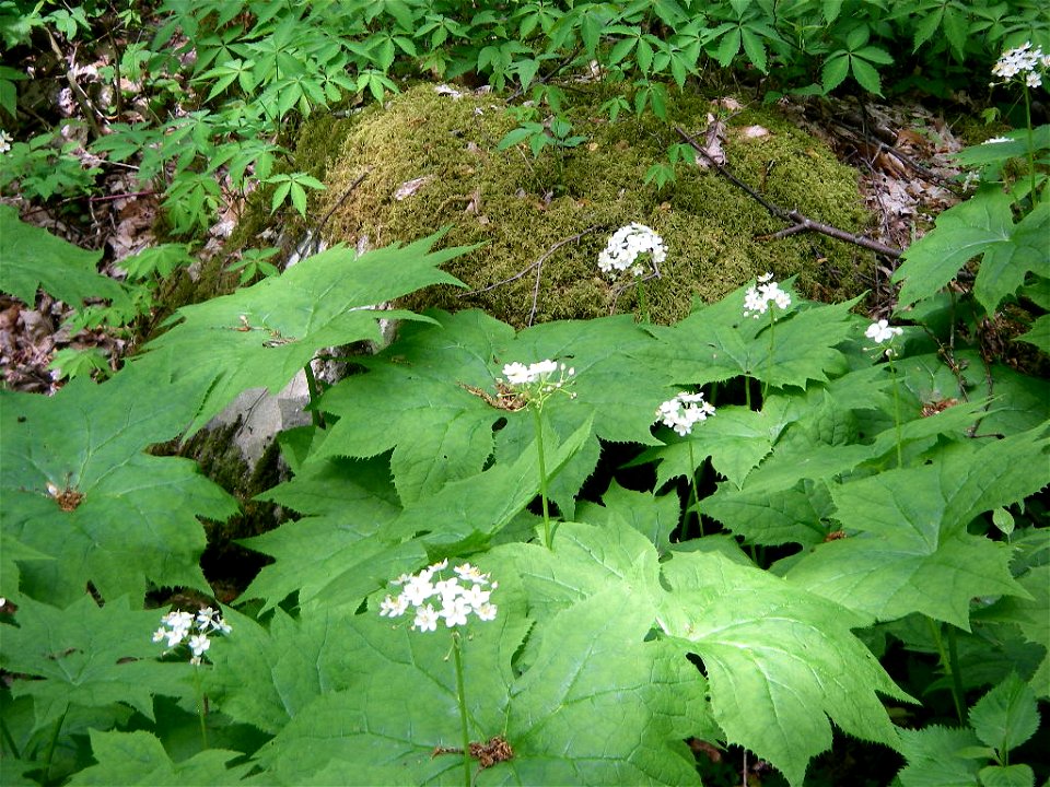 Umbrella-leaf on the Porters Creek trail in the Smokies