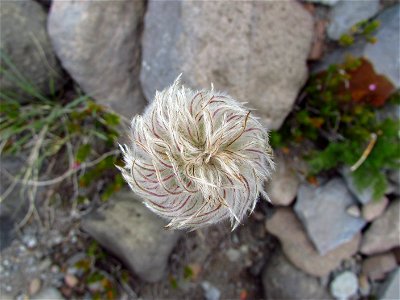 Anemone occidentalis Mount Shasta 2014-06-26 photo