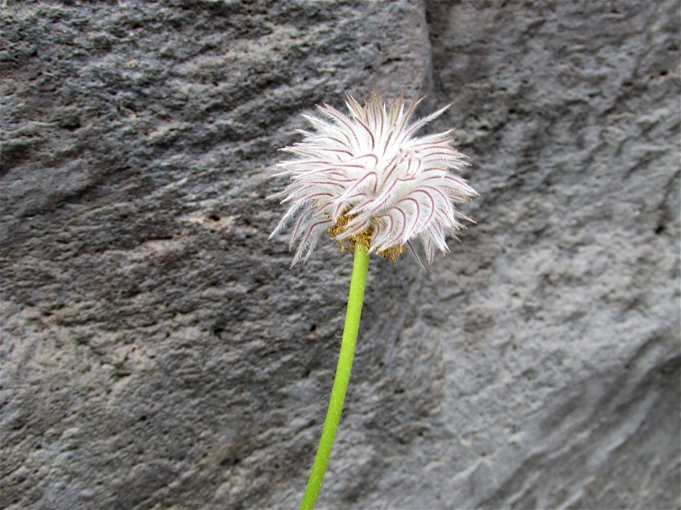 Anemone occidentalis Mount Shasta 2014-06-26