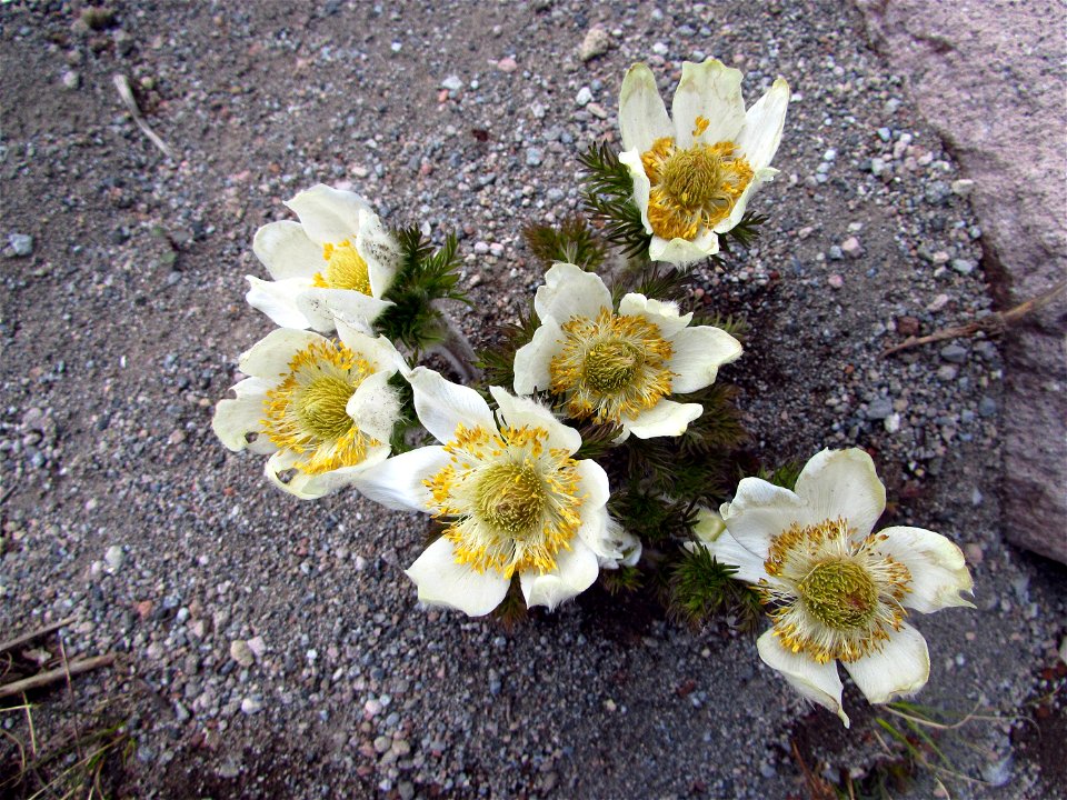 Anemone occidentalis Mount Shasta 2014-06-26