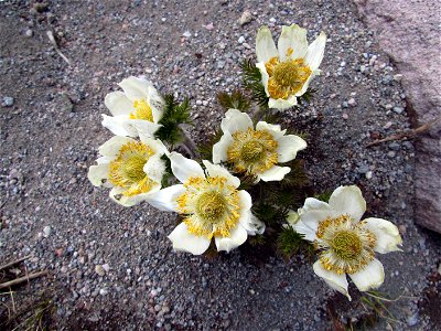 Anemone occidentalis Mount Shasta 2014-06-26 photo