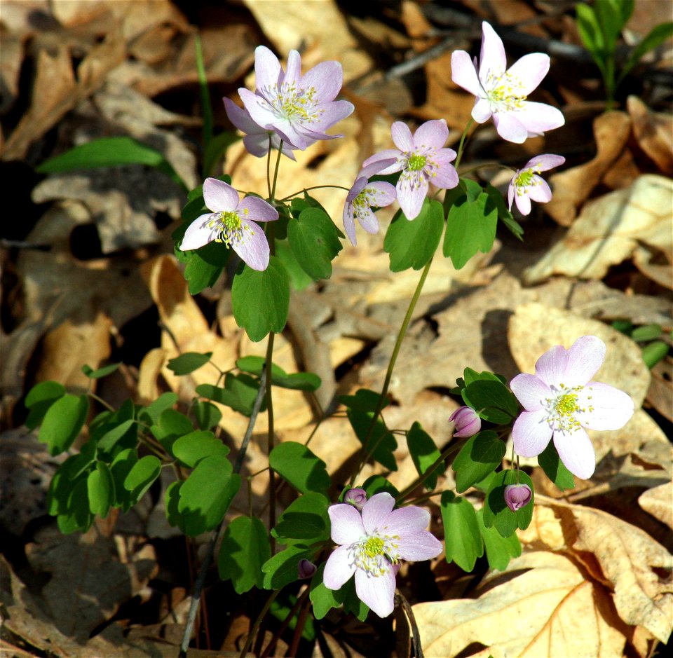 rose colored form of rue anemone