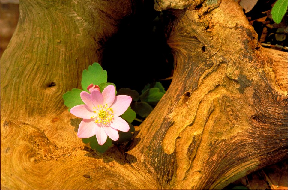 Image title: Rue-anemone flower (Anemonella or Thalictrum thalictroides)
Image from Public domain images website, http://www.public-domain-image.com/full-image/flora-plants-public-domain-images-pictur