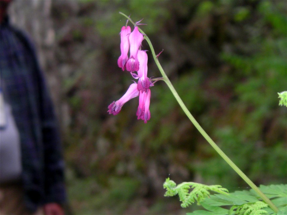 I personally took this photo on Abrams Falls trail in the GSMNP, USA. halpaugh@verizon.net