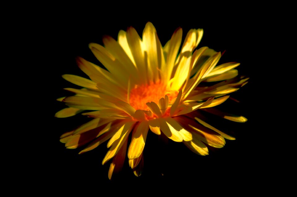 Flora color beautiful