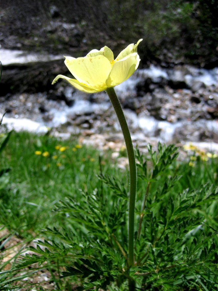 Pulsatilla alpina subsp. apiifolia
