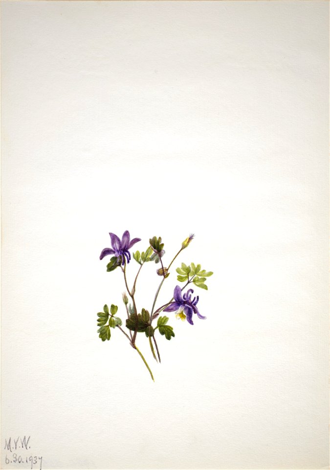 Blue Columbine (Aquilegia saximontana)