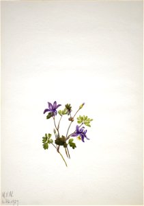 Blue Columbine (Aquilegia saximontana)
