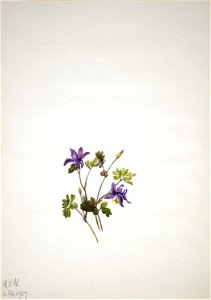 Blue Columbine (Aquilegia saximontana) photo