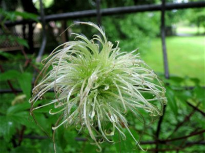 Alpen-Waldrebe (Clematis alpina) im Ebertpark Hockenheim