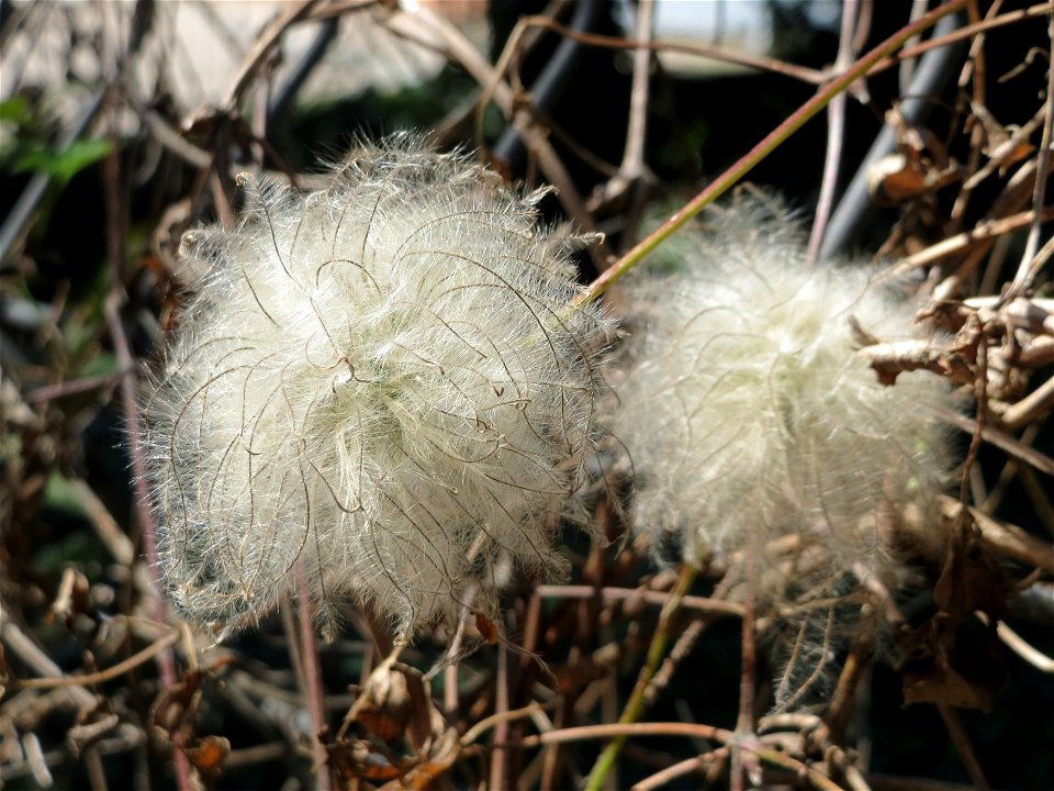 Alpen-Waldrebe (Clematis alpina) im Ebertpark Hockenheim