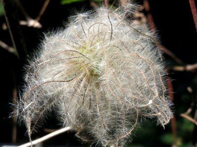 Alpen-Waldrebe (Clematis alpina) im Ebertpark Hockenheim