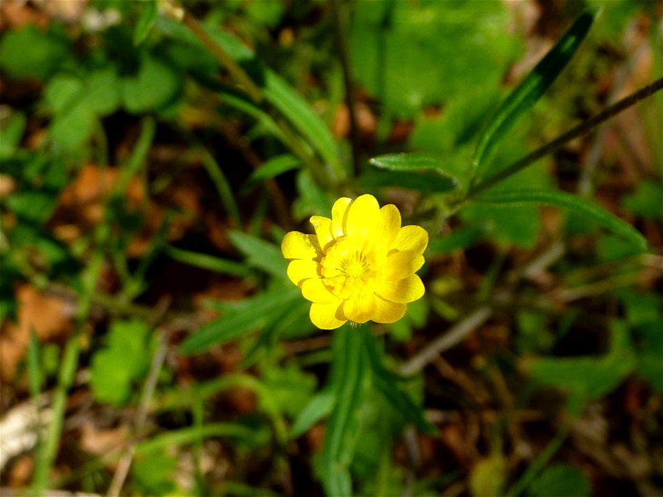 — California Buttercup.
In the Sunol Regional Wilderness, East Bay Regional Parks District of the San Francisco Bay Area, California.
March 2011.