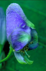 Aconitum uncinatum (southern blue monkshood) flower