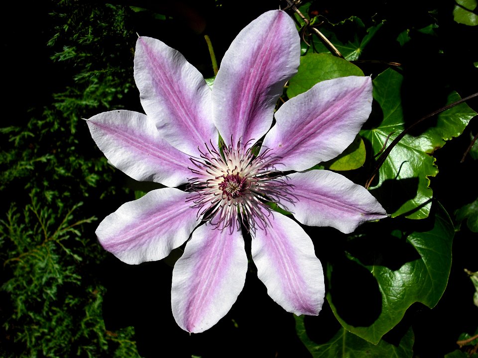 Flower of a Clematis 'Nelly Moser'.