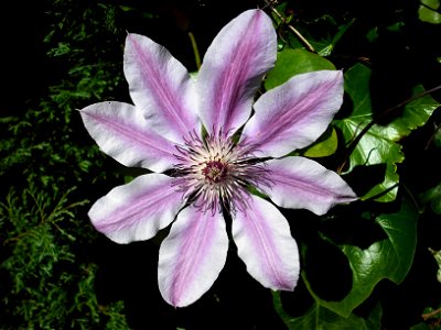 Flower of a Clematis 'Nelly Moser'. photo