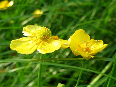 Brennender Hahnenfuß (Ranunculus flammula) im Landesgartenschaupark Hockenheim