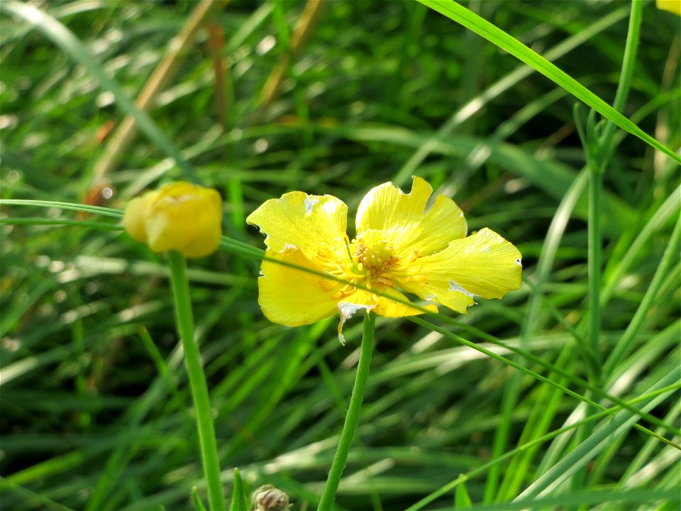 Brennender Hahnenfuß (Ranunculus flammula) im Landesgartenschaupark Hockenheim