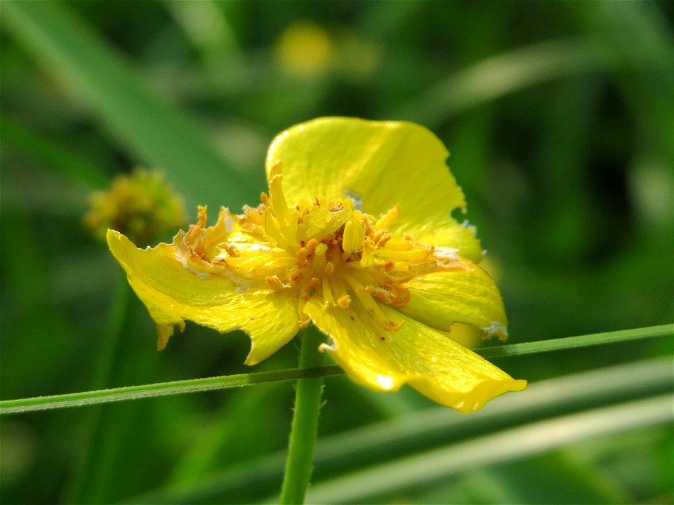 Brennender Hahnenfuß (Ranunculus flammula) im Landesgartenschaupark Hockenheim