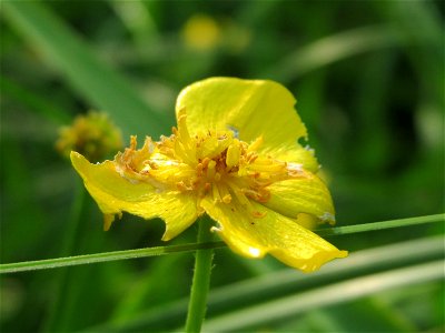 Brennender Hahnenfuß (Ranunculus flammula) im Landesgartenschaupark Hockenheim