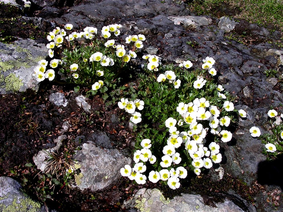 The flowers "glacier buttercup" in Jotunheimen, Norway.