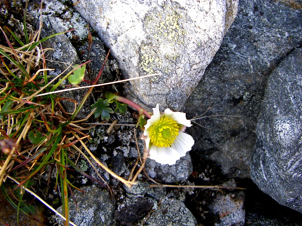 The Ranunculus glacialis flower, in high bloom. Taken in the Padjelanta national park in northern Sweden.