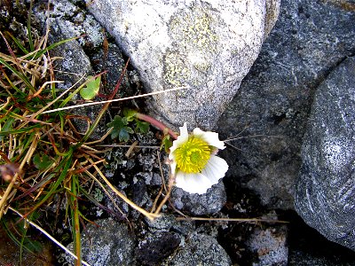 The Ranunculus glacialis flower, in high bloom. Taken in the Padjelanta national park in northern Sweden.