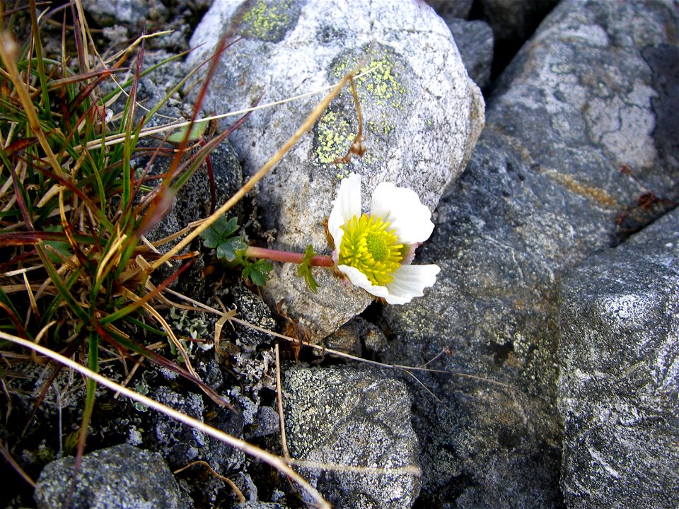 The Ranunculus glacialis flower, in high bloom. Taken in the Padjelanta national park in northern Sweden.