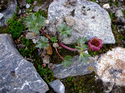 The Ranunculus glacialis flower, bloomed out. Taken in the Padjelanta national park in northern Sweden.