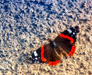 Nature insect wing