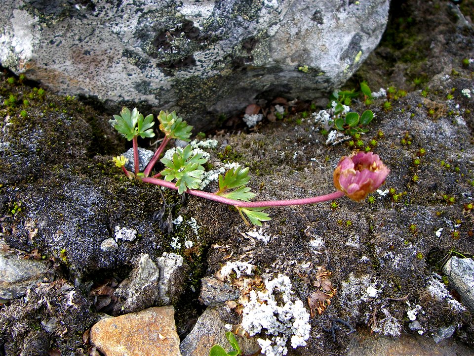 The Ranunculus glacialis flower, bloomed out. Taken in the Padjelanta national park in northern Sweden.