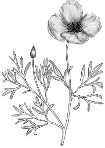 Hunnemannia fumariifolia BYN