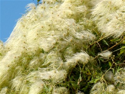 Ломонос восточный (Clematis orientalis). Берег реки Сырдарья, город Байконур, Казахстан.